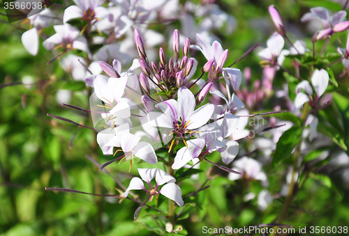 Image of Spider flower (Tarenaya hassleriana)