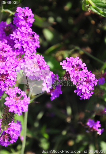 Image of Slender vervain (Verbena rigida)