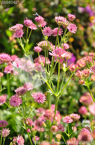 Image of Masterwort (Astrantia major)