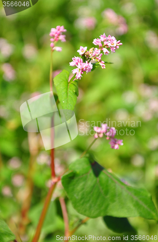 Image of Buckwheat (Fagopyrum esculentum)