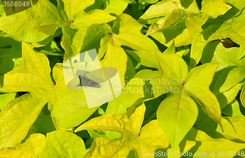 Image of Sweet potato (Ipomoea batatas)