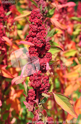 Image of Quinoa (Chenopodium quinoa)