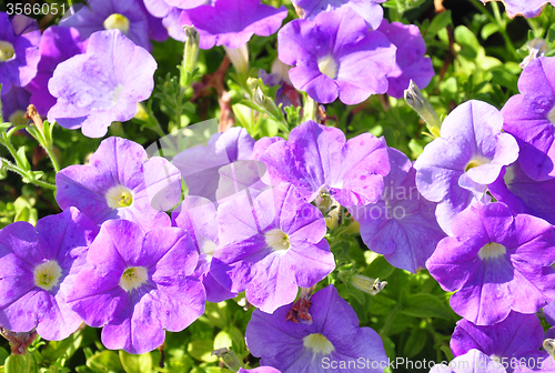 Image of Petunia flowers