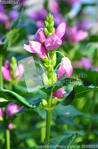Image of Red turtlehead (Chelone obliqua)