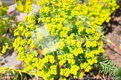 Image of Spurge (Euphorbia seguieriana)