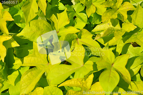 Image of Sweet potato (Ipomoea batatas)