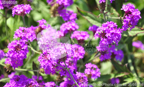 Image of Slender vervain (Verbena rigida)