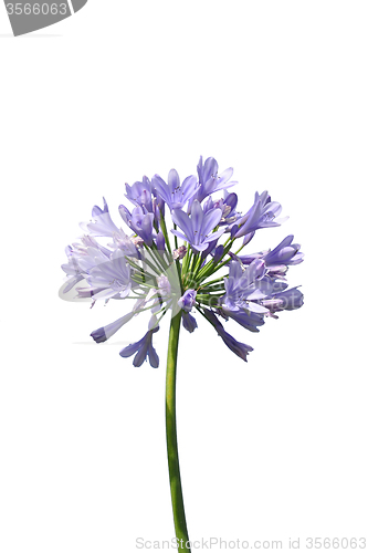 Image of African lily (Agapanthus africanus)