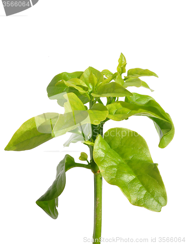 Image of Malabar spinach (Basella alba)