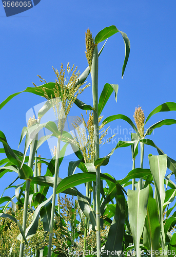 Image of Sorghum (Sorghum bicolor)