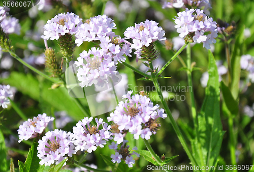 Image of Slender vervain (Verbena rigida)