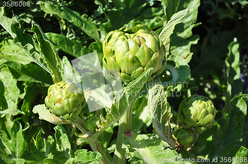 Image of Artichoke flowers