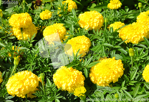 Image of Mexican marigold (Tagetes erecta)