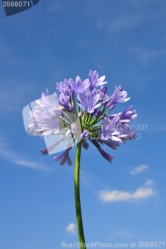 Image of African lily (Agapanthus africanus)