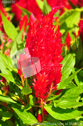 Image of Plumed cockscomb (Celosia argentea)