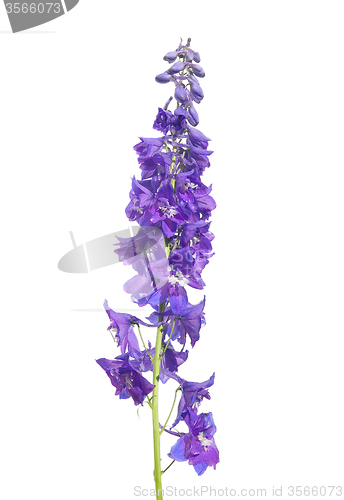 Image of Delphinium flower