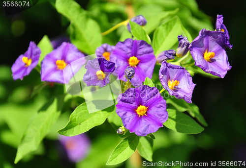 Image of Blue potato bush (Lycianthes rantonnetii)