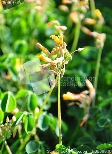 Image of Oca (Oxalis tuberosa)