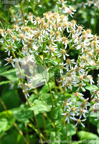 Image of White wood aster (Eurybia divaricata)