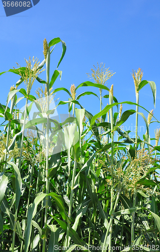 Image of Sorghum (Sorghum bicolor)