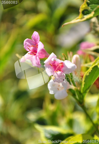 Image of Weigela (Weigela florida)