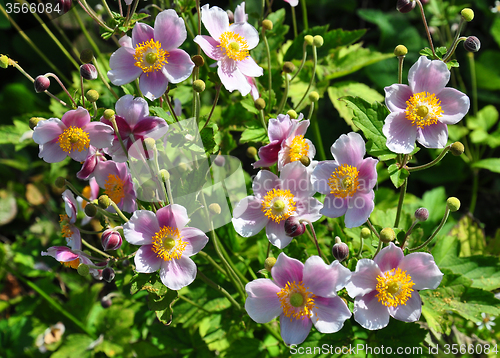 Image of Japanese anemone (Anemone hupehensis)