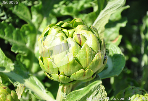 Image of Artichoke flower