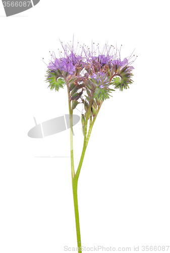 Image of Lacy phacelia (Phacelia tanacetifolia)