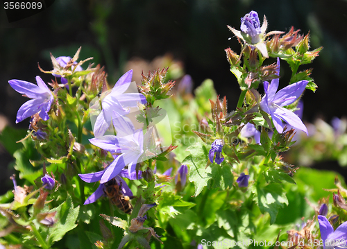 Image of Serbian bellflower (Campanula poscharskyana)