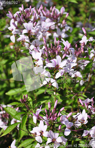 Image of Spider flower (Tarenaya hassleriana)