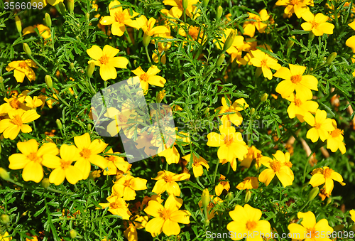 Image of Golden marigold (Tagetes tenuifolia)