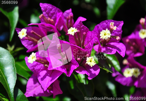 Image of Lesser bougainvillea (Bougainvillea glabra)