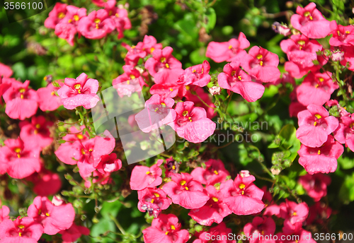 Image of Twinspur (Diascia)