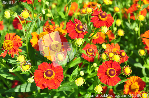 Image of Helenium flowers