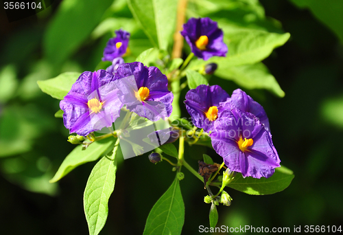 Image of Blue potato bush (Lycianthes rantonnetii)