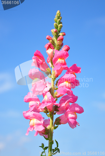 Image of Snapdragon (Antirrhinum majus)