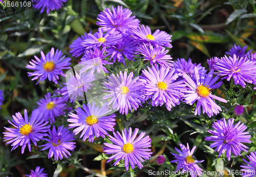 Image of Autumn aster