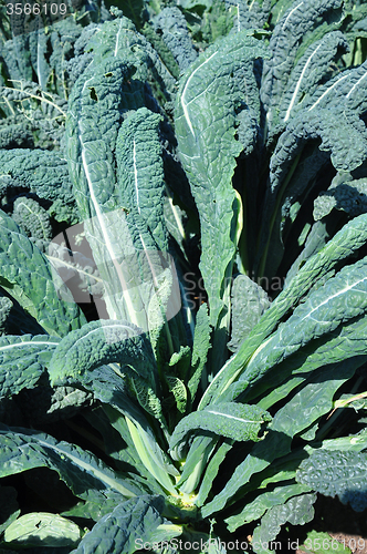 Image of Lacinato kale