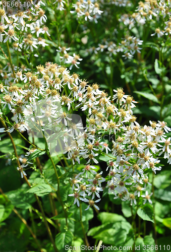 Image of White wood aster (Eurybia divaricata)