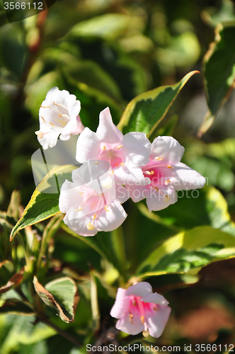 Image of Weigela (Weigela florida)