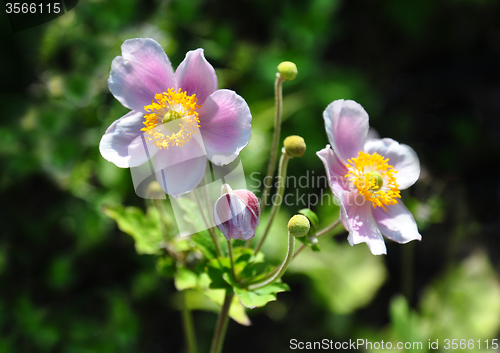 Image of Japanese anemone (Anemone hupehensis)