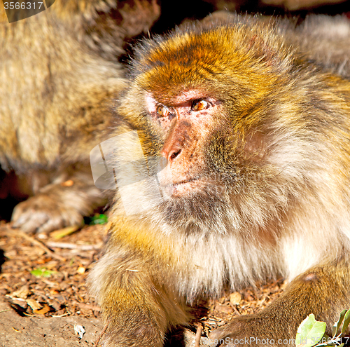 Image of bush monkey in africa morocco and natural background fauna close