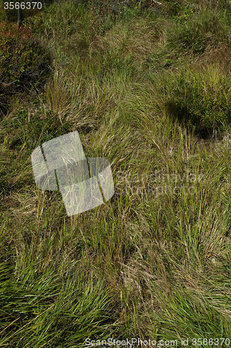 Image of Grass