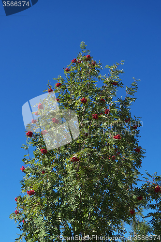 Image of Tree