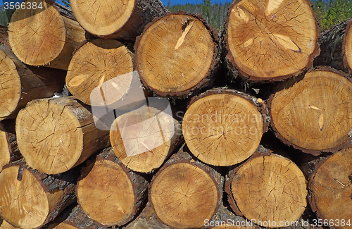 Image of Logs