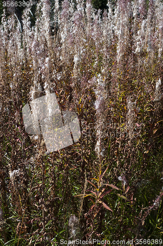 Image of Plants