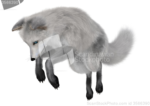 Image of Arctic Fox