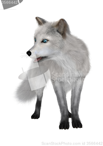 Image of Arctic Fox