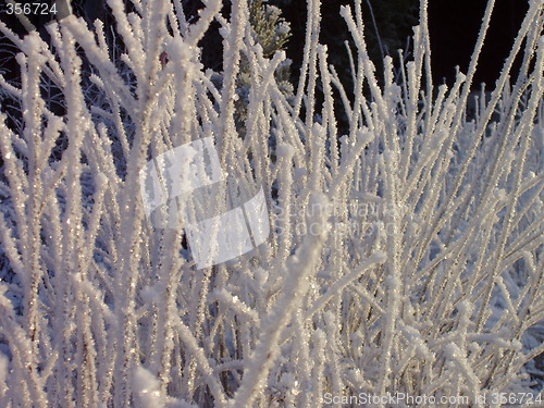 Image of Frozen vegetation