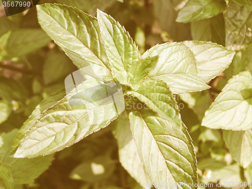 Image of Retro looking Peppermint picture